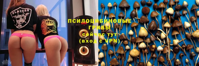 blacksprut маркетплейс  закладки  Давлеканово  Галлюциногенные грибы Psilocybine cubensis 